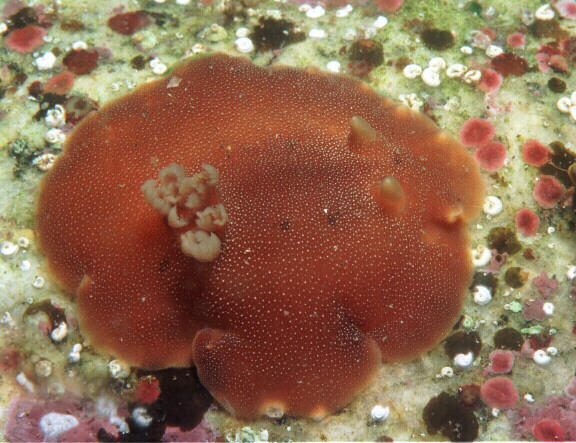 Peltodoris lancei